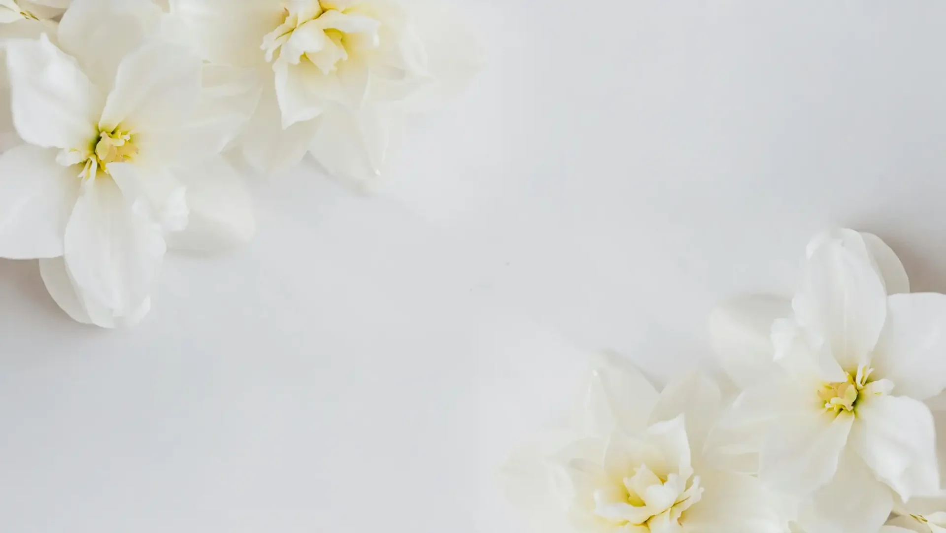 white flowers background pic